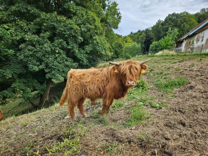 Bild 3:Hochlandrinder-Jungstier