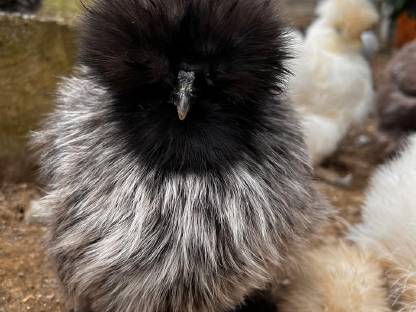 Bild 2:US Silkies Seidenhühner in verschiedenen Farben