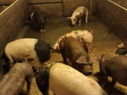 Bild 2:Verkaufe Ferkel