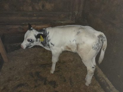 Bio Stierkalb