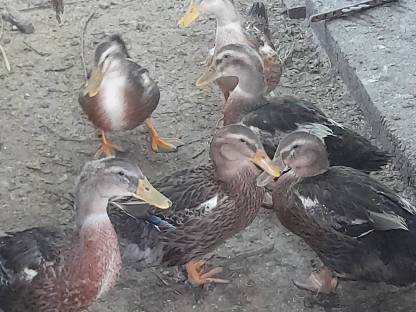 Enten