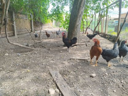 Bild 2:Hahn Hähne, Araucana, Marans