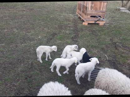 Bild 4:Bio Waldschafe