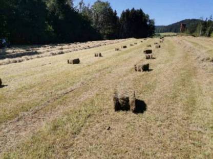 Bild 2:Bio Heu