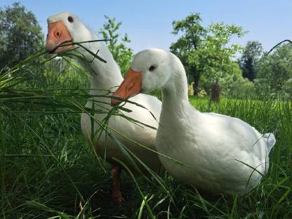 Landgänse