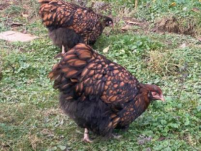 Bild 4:Orpington Bruteier