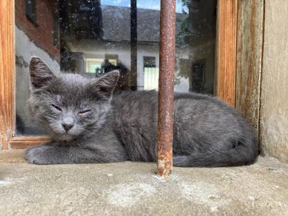 Kätzchen - Babykatzen - Langhaar - Halblanghaar - Kurzhaar