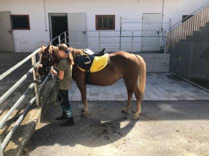 Haflinger Mix