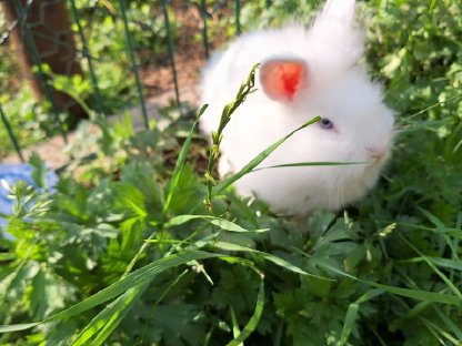 Bild 3:Junge, schöne Zwergkaninchen günstig abzugeben