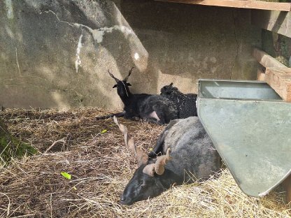 Bild 2:Verkaufe Zackelschaf-Familie