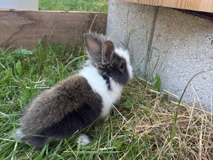 Zwergkaninchen