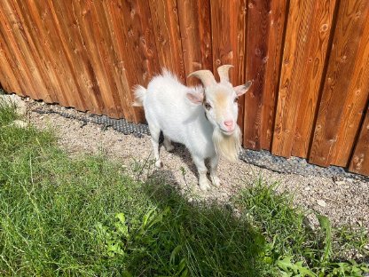 Mini Zwergziegenbock-leihen