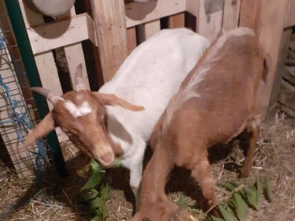 Bild 4:Junge Burenziegen und Mischlinge