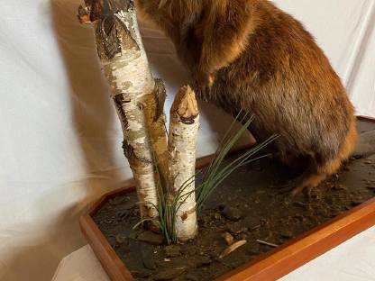 Bild 7:Jagdtrophäen