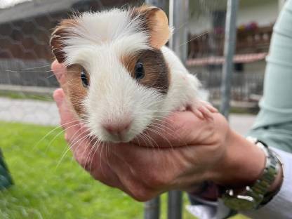 Meerschweinchenbock