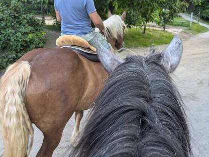 Bild 9:Lord und Jolly suchen Mitreiter