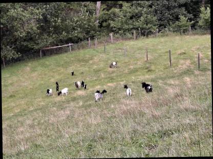 Bild 3:Zwergziegen und Zwergziegenböcke