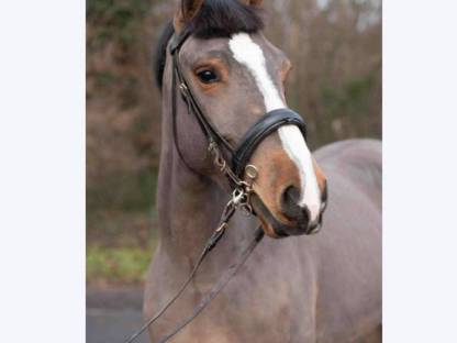 Reitpony
