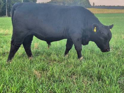 Bild 5:Aberdeen Angus Zuchttiere