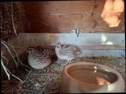 Bild 4:Wachtelpärchen