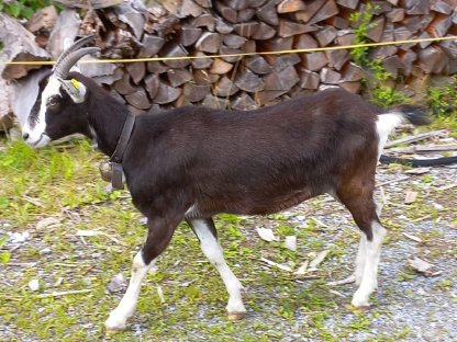 Bild 5:Verkaufe junge Bündner Strahlenziege