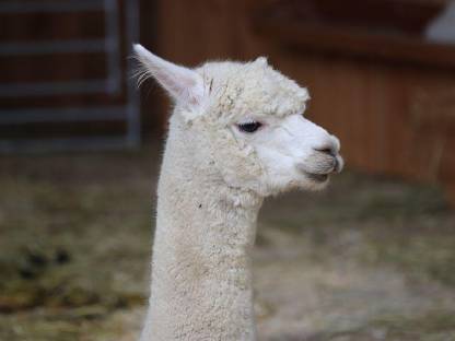Bild 3:Alpaka-Wallach zu verkaufen