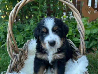 Berner Sennenhund Mischling