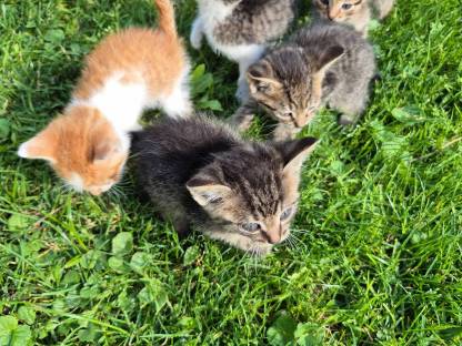 Katzenbabys