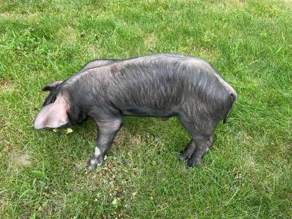 Bild 7:Iberico und Iberico x Duroc Ferkel