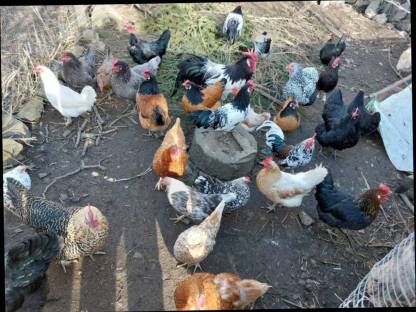 Bild 2:Bruteier meiner bunten Truppe