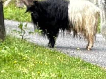 Ziegenbock