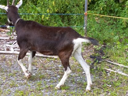 Bild 3:Verkaufe junge Bündner Strahlenziege