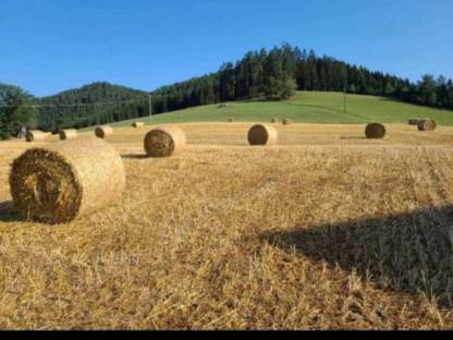 Verkaufe 15 Stk. Strohballen