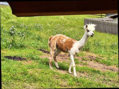 Bild 2:Alpaka Deckhengst