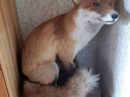 Bild 2:Tierpräparat Fuchs