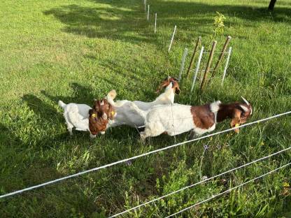 Bild 2:Burenziegenböcke