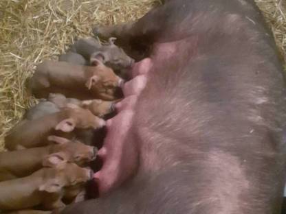 Reinrassige Duroc Ferkel, kleiner Zuchtbetrieb