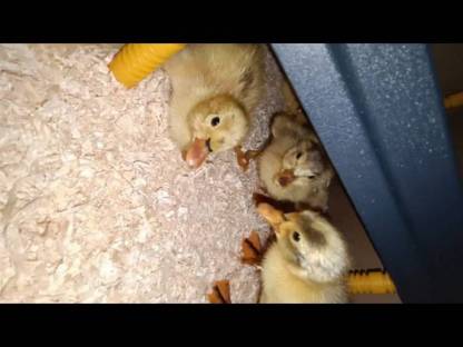 Bild 7:Laufenten Küken