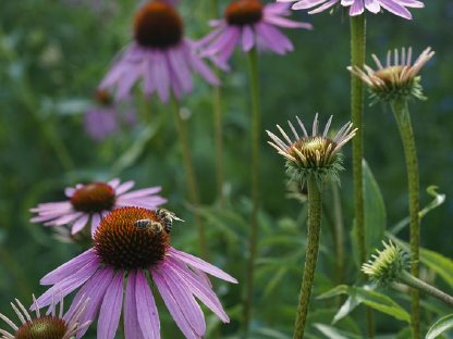 Bild 8:Frische Blumen aus dem eigenen Garten