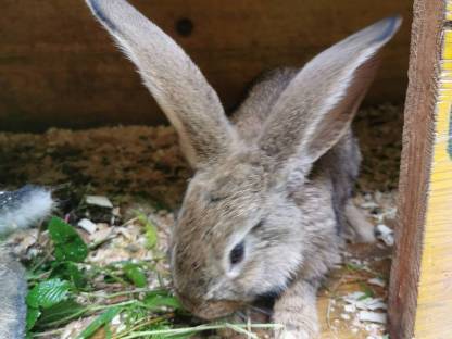 Bild 5:Junge Riesen zu verkaufen