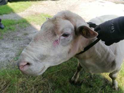 Bild 3:Zwei Schafböcke Berrichon 5,5 Jahre alt