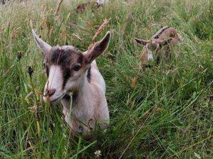 Bild 4:Zahmer junger Ziegenbock