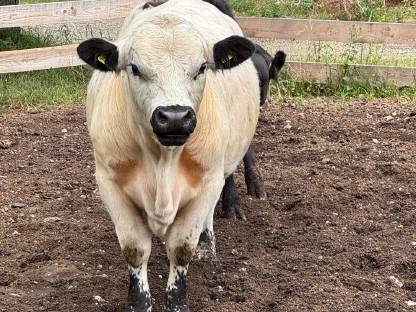 Bild 2:Galloway Zuchtstier