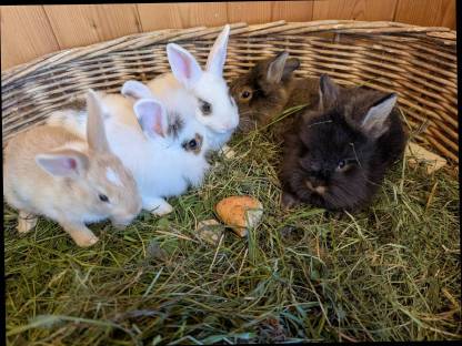 Bild 5:Zwergkaninchen