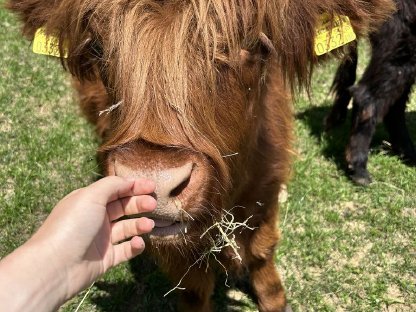 Bild 2:Hochlandrinder Kalbinnen
