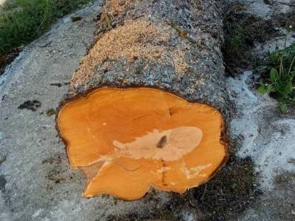 Birnbaum