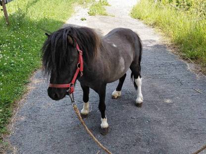 Bild 4:Pony-Hengste