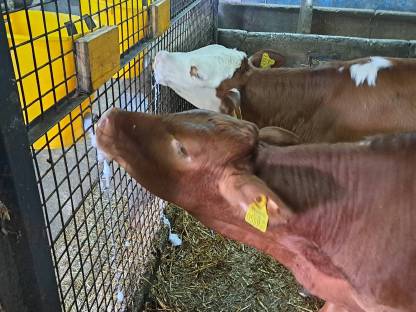 Limosin/Fleckvieh Kalb