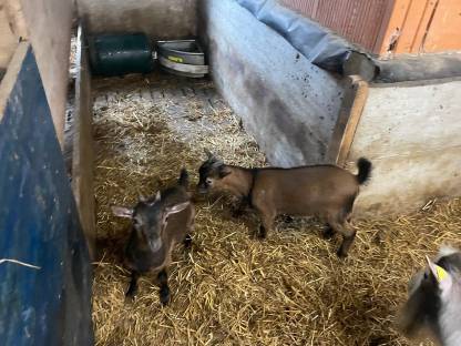 Ziegenfamilie
