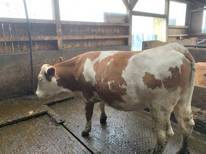 Bild 3:Fleckviehkalbin